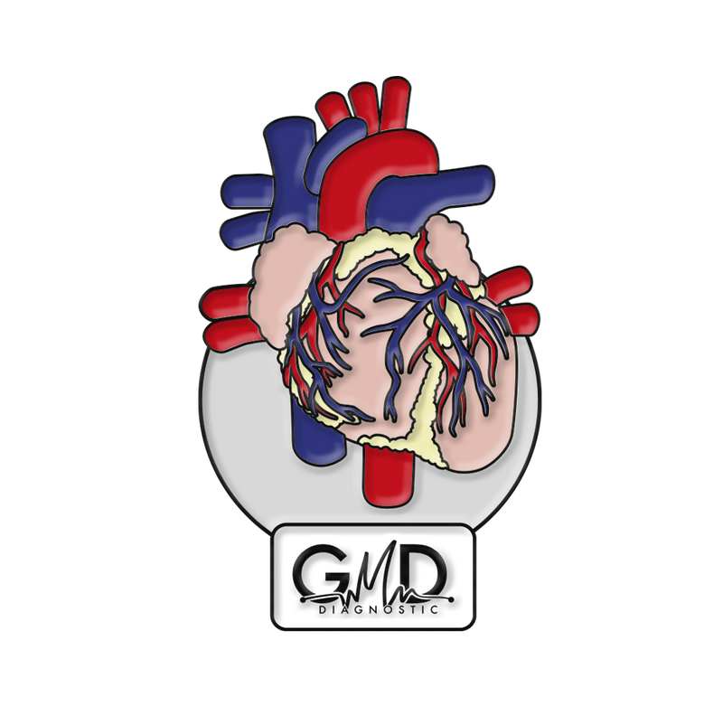 Pin GMD órganos del cuerpo humano