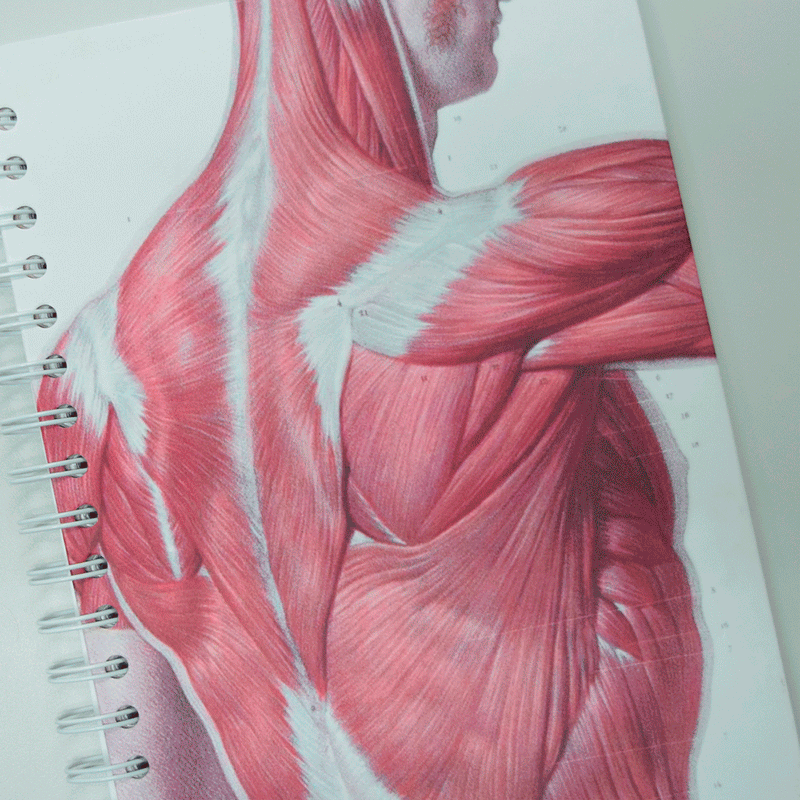 Set X 5 de Lapiceros Huesos GMD (GMD-LPS-H)